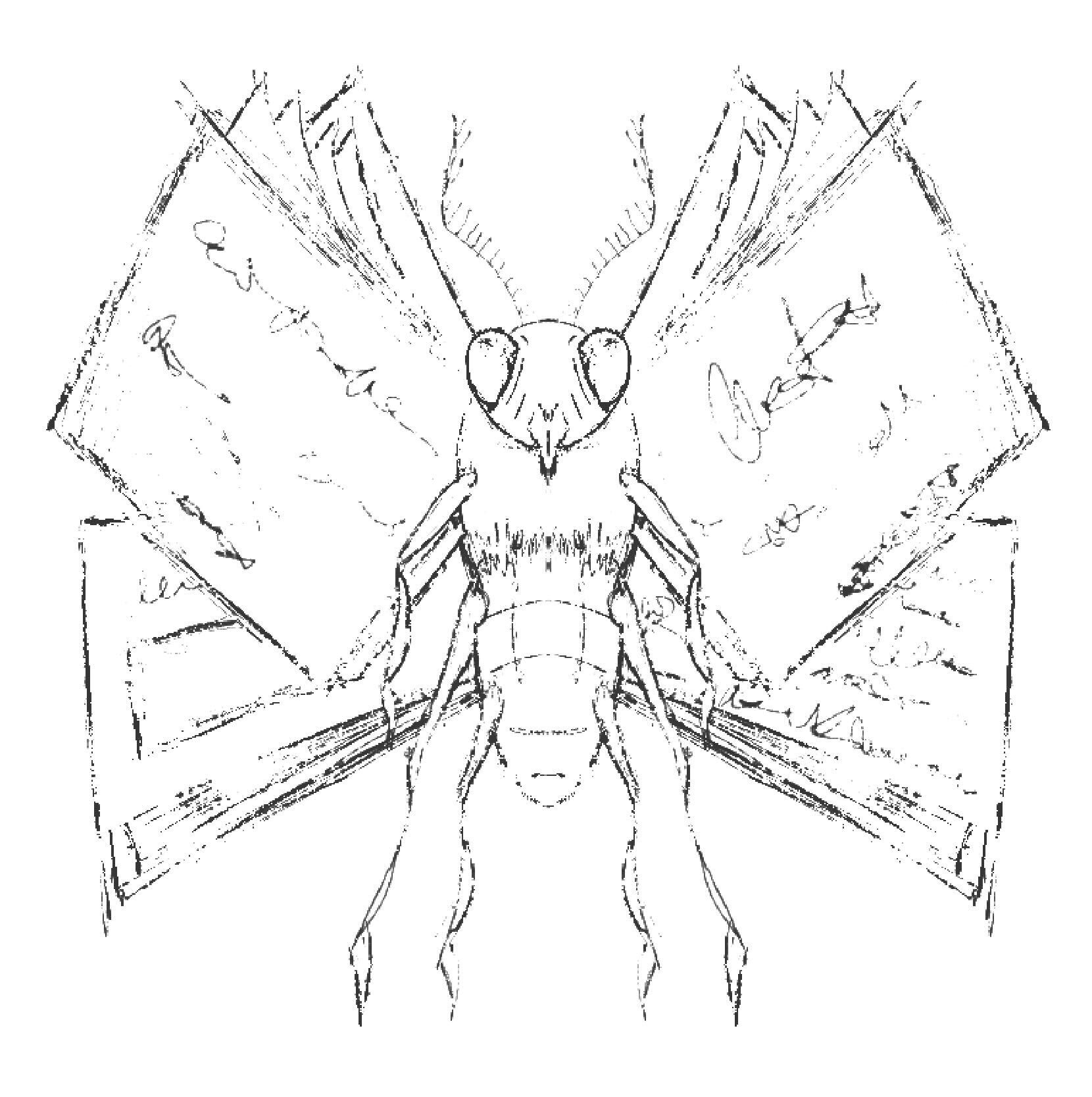 Concept art of insect with paper pages for wings